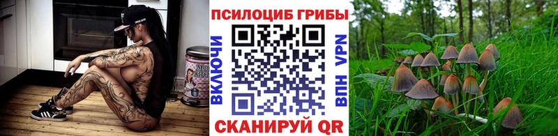 хочу наркоту  Егорьевск  Псилоцибиновые грибы Psilocybe 